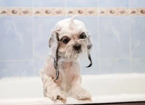 Pets and Pet Care category